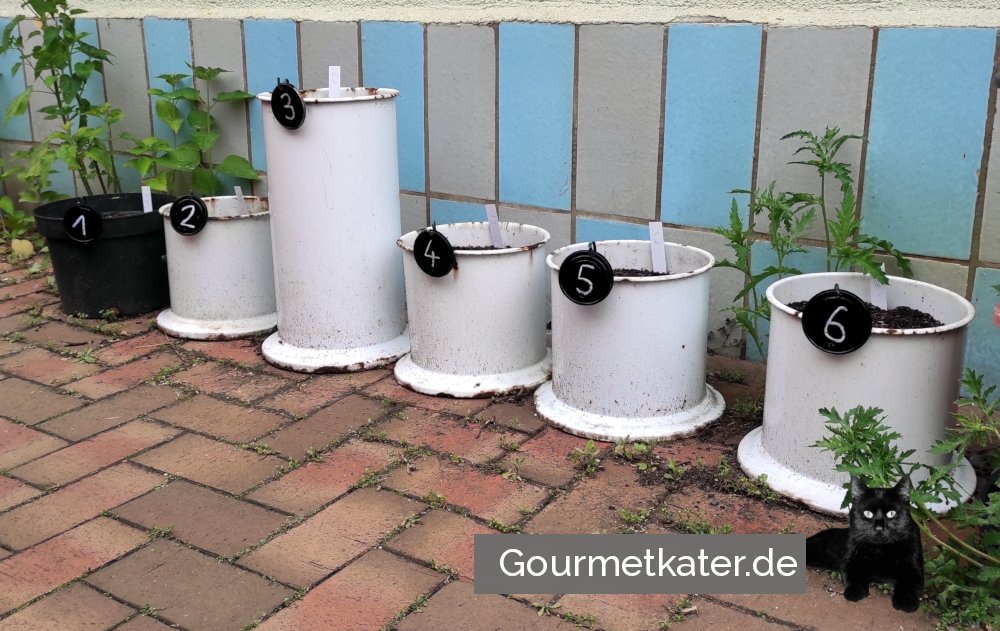 Die Sorten in meiner kleinen Bohnenwissenschaft